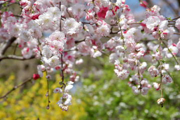 源平桃　花模様
