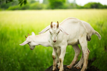 Baby goats playing in the barnyard on a small farm in Ontario, Canada.
