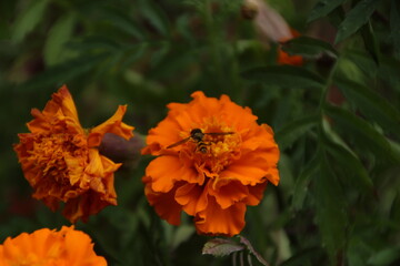 flower with orange petals