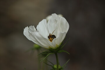 white flower with bee