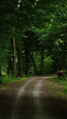 path in the woods
