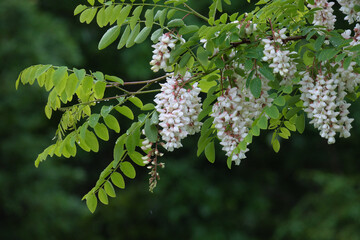 雨に濡れたハリエンジュ(ニセアカシア)の花 / Locust tree flowers wet in the rain