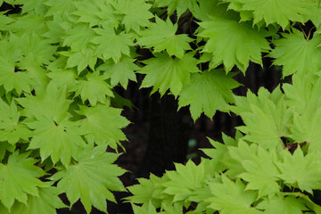 平岡樹芸センターの雨に濡れたチシオモミジ / Acer palmatum ‘Chisio’ wet in...