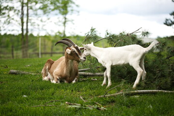 Obraz premium Baby goats playing in the barnyard on a small farm in Ontario, Canada.