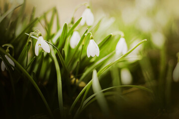 White delicate beautiful flowers snowdrops grow among the green grass on a sunny warm spring day. Flowers in early spring. Nature in March.