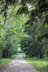  Magical green forest in the rays of the morning sun. Bright rays of the sun on the forest road. Sunlight through the trees in the forest. 