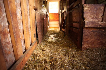 Baby goats playing in the barnyard on a small farm in Ontario, Canada.