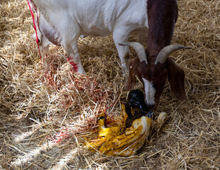 Nanny goat meets new born kid moments after being born.. Boer goats