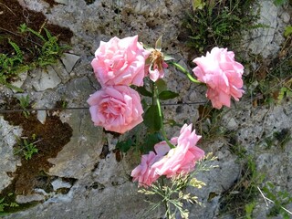 pink roses in a garden