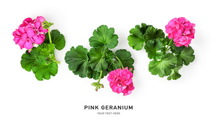 Pink geranium flowers collection.
