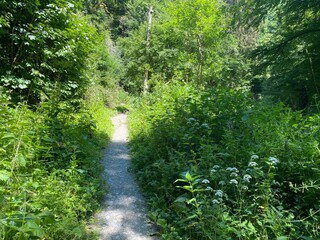 tal der wilden endert, greimersburg, endert, cochem, eifel, wanderweg, deutschlands, feldweg, landwirtschaftlicher verkehr, frühling, sommer, wald, natur, ins grüne, traktor, wald, wiese, weide, natur