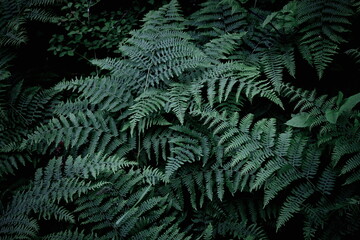 Leaves pattern background, real photo, fern leaves background, top view leaves.