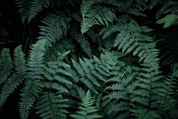 Leaves pattern background, real photo, fern leaves background, top view leaves.