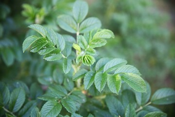 Fototapeta na wymiar fresh mint leaves leaves nature close up