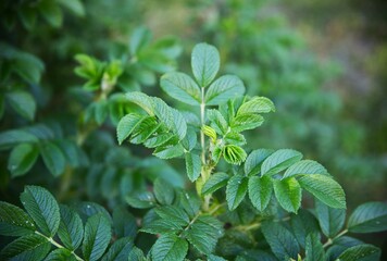fresh mint leaves leaves nature close up