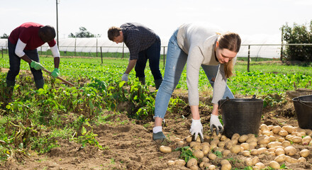 Woman helps men harvests potatoes on farm field