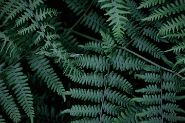 Fototapeta na wymiar Leaves pattern background, real photo, fern leaves background, top view leaves.