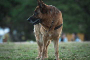 Canino observando el parque, aparentemente de raza Pastor Alemán. 