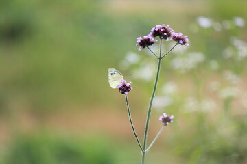 蝶のクローズアップ
