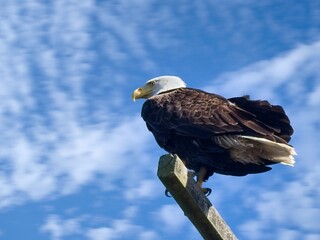Bald Eagle on the pole