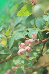 ブルーベリーの花の接写