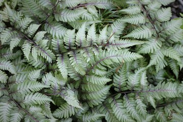 Flowers, trees, and shrubs of the Eastern U.S.