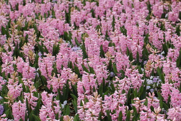 Flowers, trees, and shrubs of the Eastern U.S.