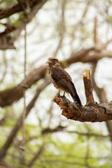 Ave en rama de árbol / Bird on tree branch