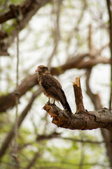 Ave en rama de árbol / Bird on tree branch