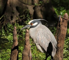 Yellow Crowned Night Heron In Precious Wetlands Habitat
