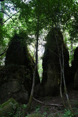 en el bosque de los grobos