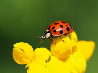 Obraz premium Asiatischer Marienkäfer