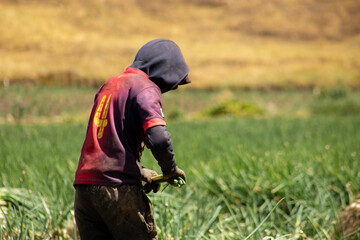 Trabajadores agrícolas cosechando en un campo rural de montaña / Agricultural workers harvesting in a rural mountain field