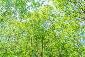 green forest background