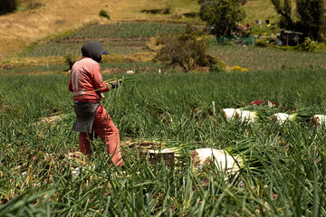 Trabajadores agrícolas cosechando en un campo rural de montaña / Agricultural workers harvesting in a rural mountain field