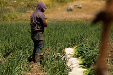 Trabajadores agrícolas cosechando en un campo rural de montaña / Agricultural workers harvesting...