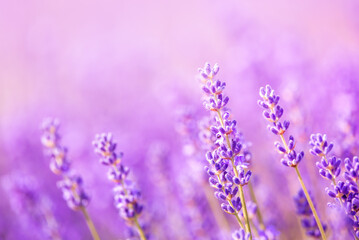 Fragrant lavender flowers blooming in a field, close-up. Purple background, soft focus. © liptakrobi
