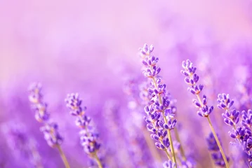 Fotobehang Lavendel Fragrant lavender flowers blooming in a field, close-up. Purple background, soft focus.  © liptakrobi