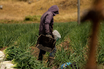 Trabajadores agrícolas cosechando en un campo rural de montaña / Agricultural workers harvesting...