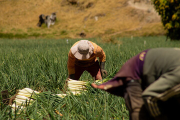 Trabajadores agrícolas cosechando en un campo rural de montaña / Agricultural workers harvesting...