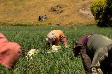 Trabajadores agrícolas cosechando en un campo rural de montaña / Agricultural workers harvesting...