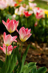 Obraz premium Red tulip flowering close up.