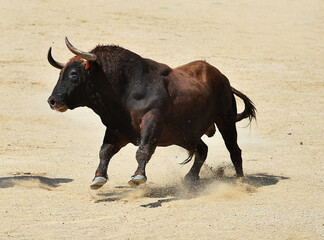 toro bravo español en un espectaculo taurino