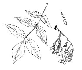 Botanical sketch of Fraxinus excelsior, an isolated element of a bunch earring and a leaf of a maple tree, highlighting a black outline on white for a natural design pattern
