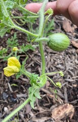 Watermelon Plant