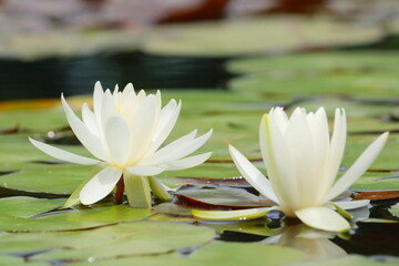 池に咲くスイレンの花