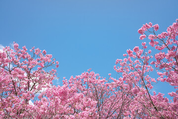 サクラ　陽光