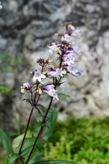 ペンステモン (ジギタリス) penstemon digitalis
