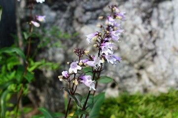 ペンステモン (ジギタリス) penstemon digitalis © ichiro ohara
