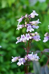 ペンステモン (ジギタリス) penstemon digitalis © ichiro ohara